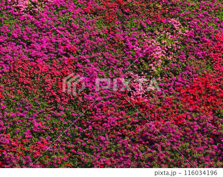 霧島つつじの花のモザイク 霧島つつじの花のモザイク 116034196