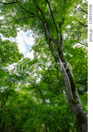 新緑の森を見上げる 116034206
