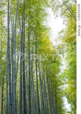 竹林を見上げる 116034208