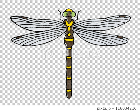 無霸勾蜓 116034210