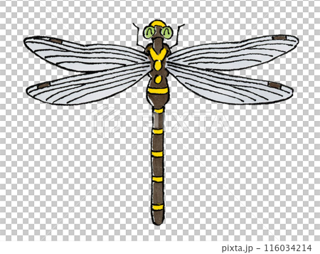 Happy dragonfly 116034214