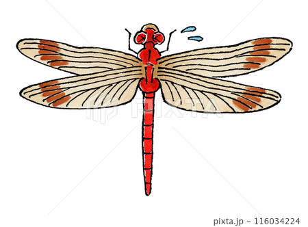 困る赤トンボ 116034224