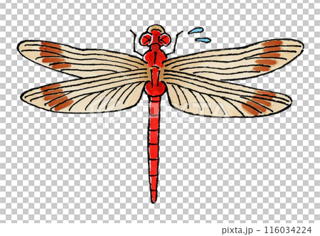 Troubled Red Dragonfly 116034224