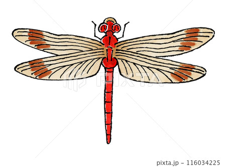 喜ぶ赤トンボ 喜ぶ赤トンボ 116034225