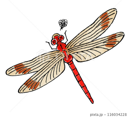瀕死の赤トンボのイラスト素材 [116034228] - PIXTA