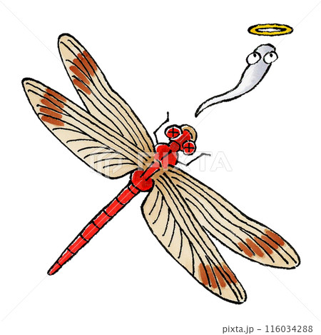 ボールペンアート「赤蜻蛉」イラスト原画 死んだ赤トンボのイラスト素材 [116034288] - PIXTA