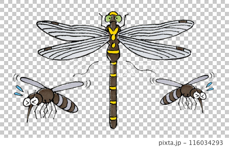 Mosquitoes dislike giant dragonflies 116034293