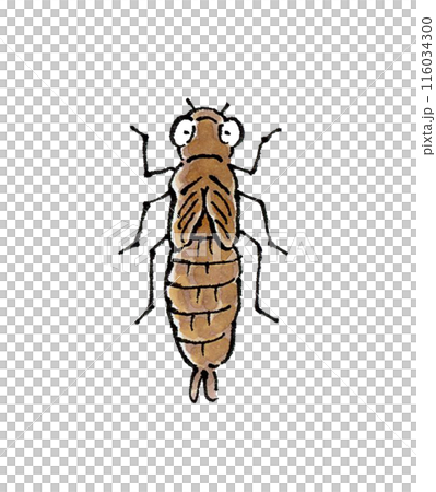 蜻蜓幼蟲 116034300