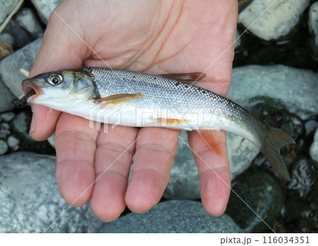 釣れたウグイを手の上に乗せて 釣れたウグイを手の上に乗せて 116034351