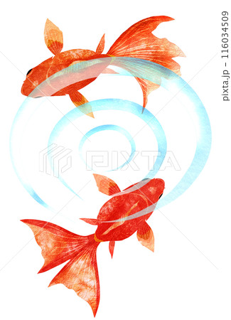 水紋を描きながら優雅に泳ぐ金魚イラスト 水紋を描きながら優雅に泳ぐ金魚イラスト 116034509