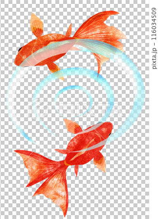 水紋を描きながら優雅に泳ぐ金魚イラスト 水紋を描きながら優雅に泳ぐ金魚イラスト 116034509