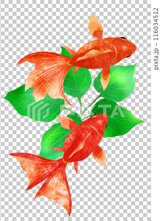 仲良し金魚イラスト 仲良し金魚イラスト 116034512