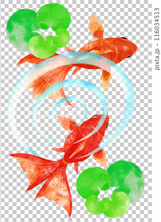 水草の間を仲良く泳ぐ金魚の上からイラスト 116034513