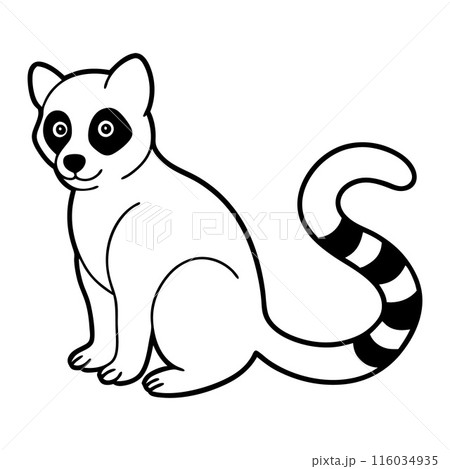 A black and white drawing of a raccoon sitting on a white background 116034935