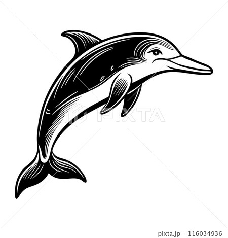 A black and white dolphin is leaping out of the water A black and white dolphin is leaping out of the water 116034936