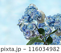 ひし形に咲く白とライトブルーの紫陽花 116034982