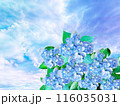 快晴の空にひし形に咲く満開の紫陽花 116035031