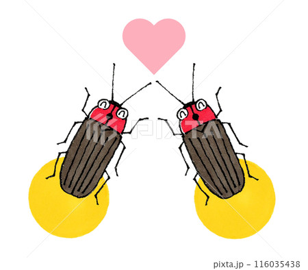 ホタルのカップル 116035438