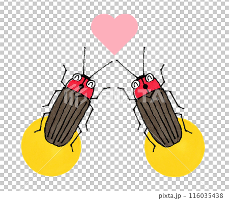 ホタルのカップル 116035438