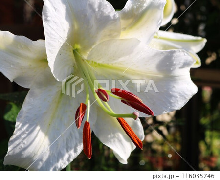 初夏の陽ざしを浴びて咲く　白い百合の花　カサブランカ 116035746
