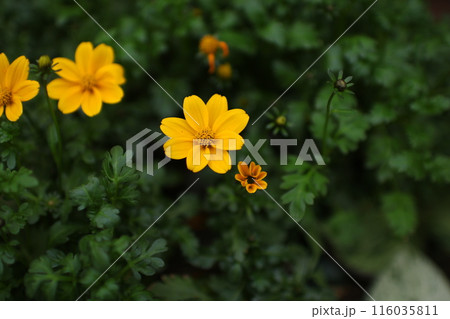 ビデンス　ウインターコスモス② 116035811