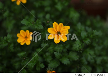 ビデンス ウインターコスモス⑤ ビデンス ウインターコスモス⑤ 116035814