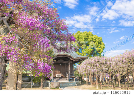 上高場大神宮（藤の里公園）の藤の花 116035913