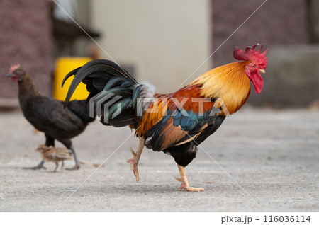 Selective focus of chicken walking. 116036114