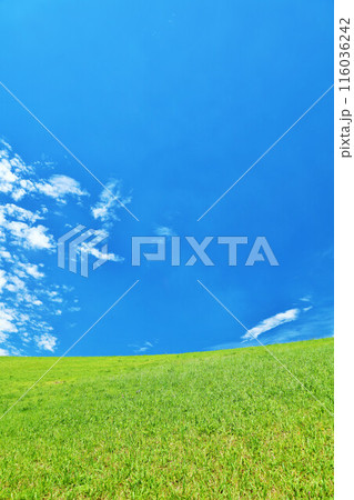 爽やかな夏の青空と新緑の草原風景 116036242