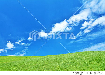 爽やかな夏の青空と新緑の草原風景 116036247