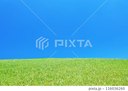 爽やかな夏の青空と新緑の草原風景 116036260