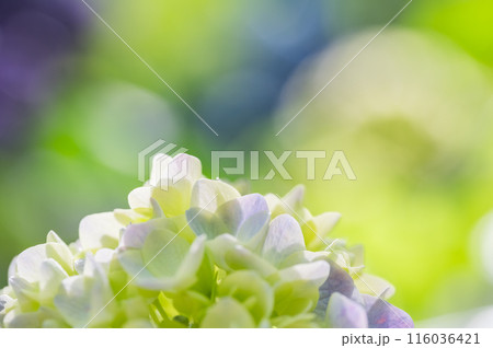 白い紫陽花 116036421