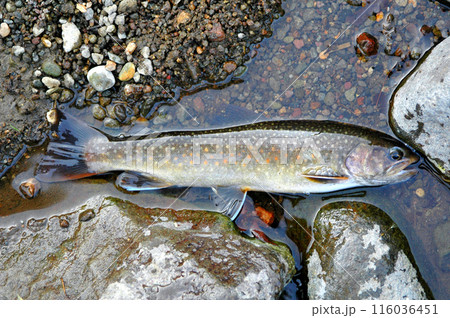 ブルックトラウトが釣れたので流れに寝かせて撮った 116036451