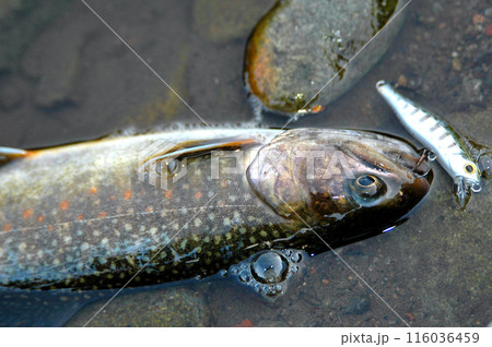 ブルックトラウトが釣れたので流れに寝かせて撮った ブルックトラウトが釣れたので流れに寝かせて撮った 116036459