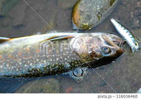 ブルックトラウトが釣れたので流れに寝かせて撮った ブルックトラウトが釣れたので流れに寝かせて撮った 116036460