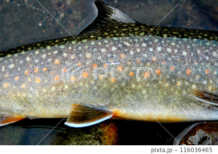 ブルックトラウトが釣れたので流れに寝かせて撮った ブルックトラウトが釣れたので流れに寝かせて撮った 116036465