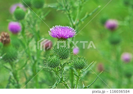 トゲが痛いアザミの赤い花（夏、六月） 116036584