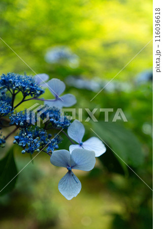雨上がりの木漏れ日の中の紫陽花 雨上がりの木漏れ日の中の紫陽花 116036618