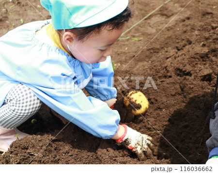 芋掘りをする子供 116036662