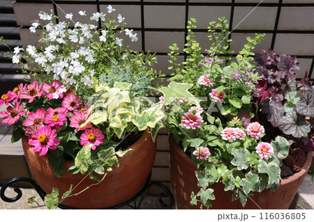 玄関前の花の寄せ植え＆寄せ鉢 116036805