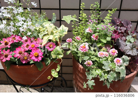 玄関前の花の寄せ植え&寄せ鉢 玄関前の花の寄せ植え&寄せ鉢 116036806