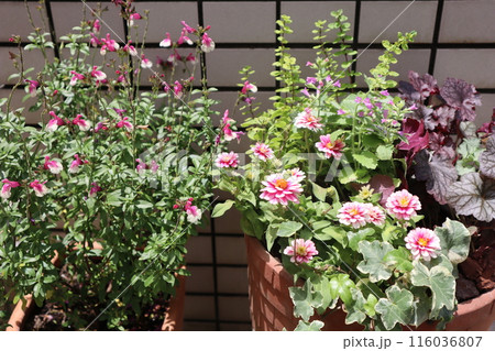 玄関前の花の寄せ植え＆寄せ鉢 116036807