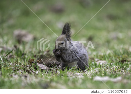 新緑の中で木の実を食べるエゾリス 116037085