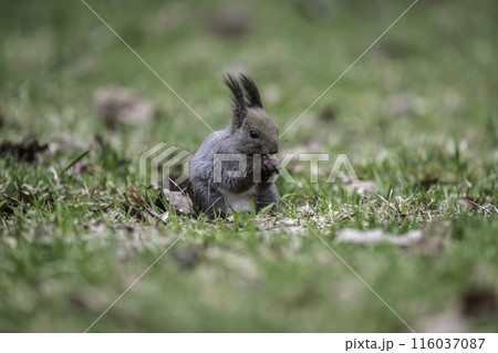 新緑の中で木の実を食べるエゾリス 116037087