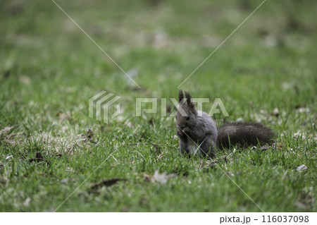 新緑の中で木の実を食べるエゾリス 新緑の中で木の実を食べるエゾリス 116037098