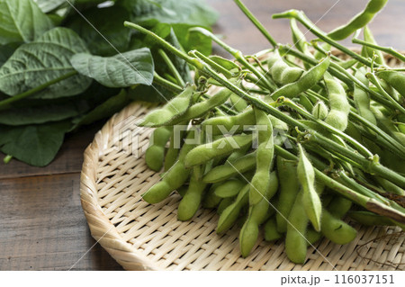 枝付き枝豆 116037151
