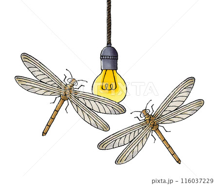 電球に集まるウスバカゲロウ 116037229