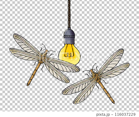 電球に集まるウスバカゲロウ 116037229