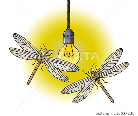電球に集まるウスバカゲロウ 116037230
