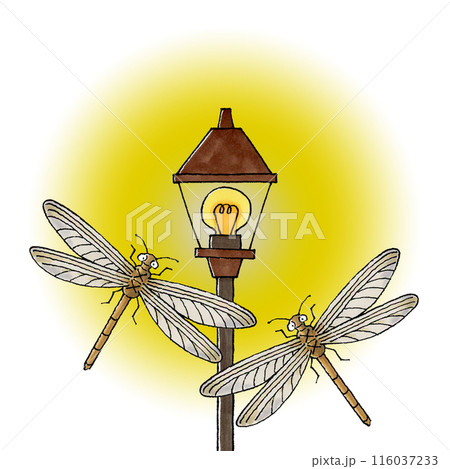 街灯に集まるウスバカゲロウ 街灯に集まるウスバカゲロウ 116037233